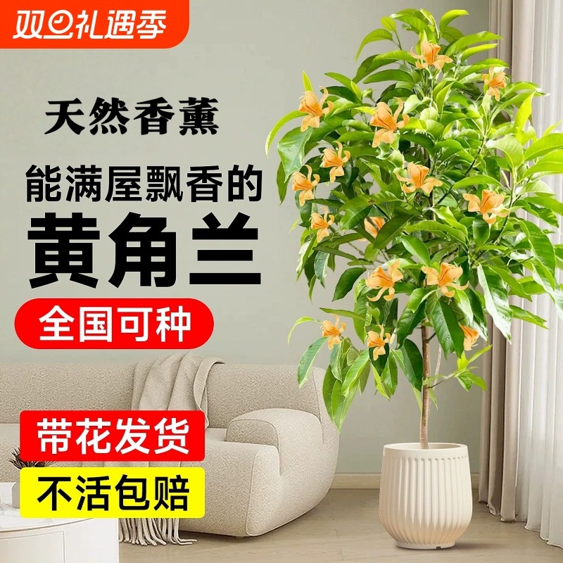 白兰花玉兰花大树苗带花苞矮化老桩盆栽紫黄角黄果兰花卉绿植植物