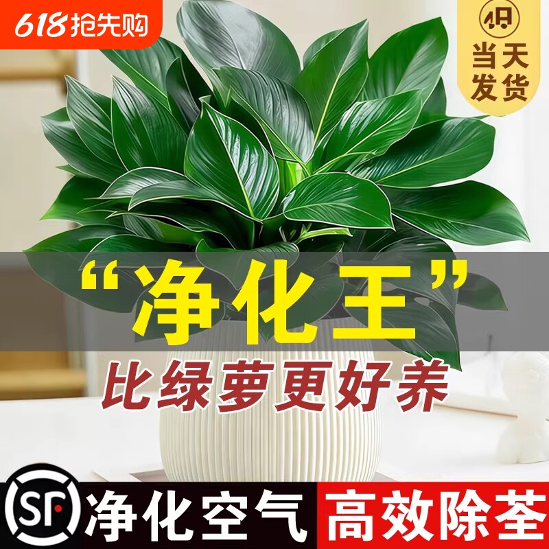 金钻水培植物盆栽花卉绿植绿萝室内四季好养吸大盆办公室桌面客厅