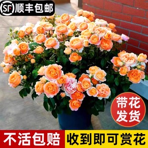 果汁阳台月季盆栽花苗特大花四季开花室内阳台灌木绿植玫瑰花树苗