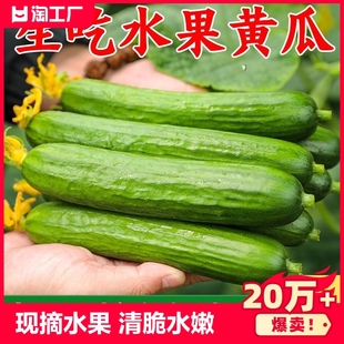 水果黄瓜5斤新鲜生吃脆嫩无刺小青瓜白玉荷兰当季蔬菜疏菜现摘