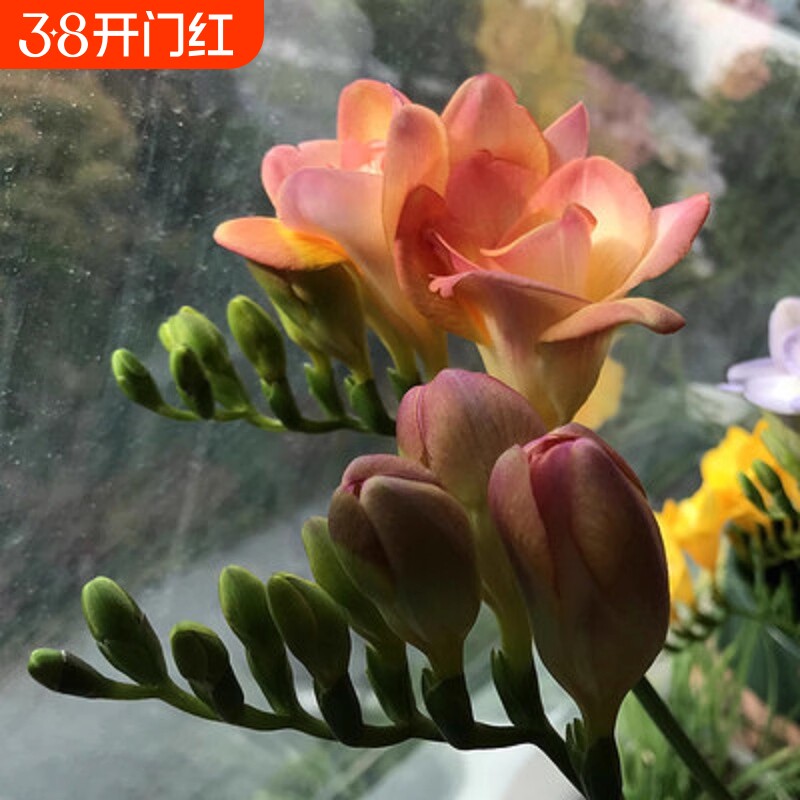 漳州重瓣水仙花种球盆栽冬季开花卉植物室内种子绿植水培好养种植