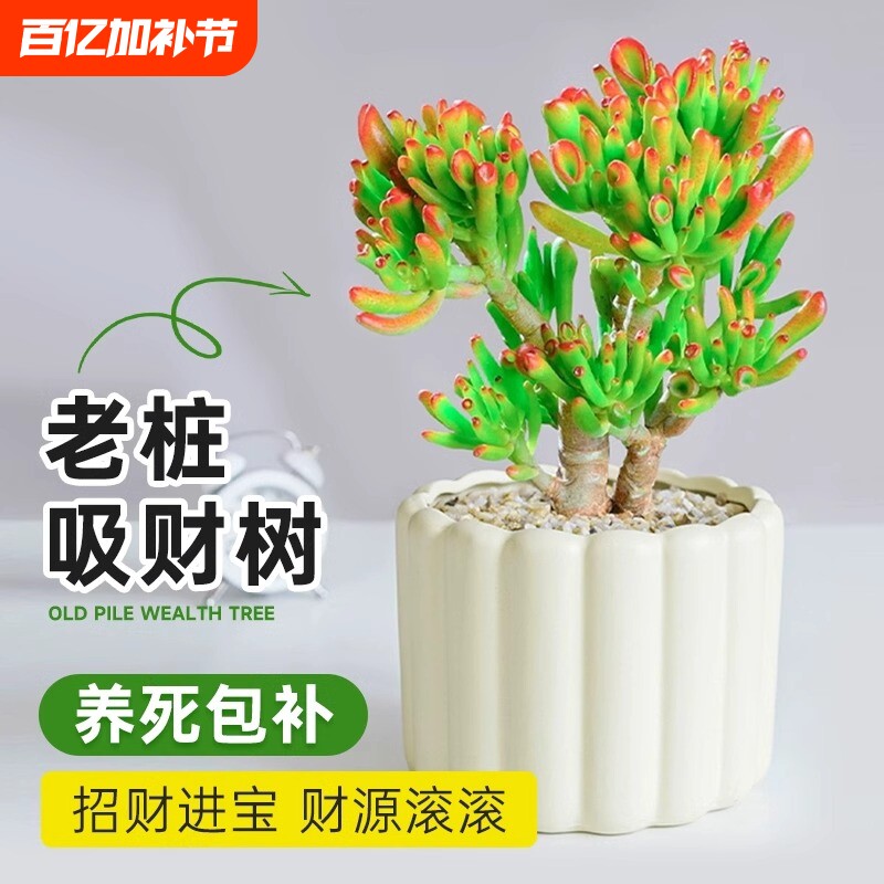 吸财树多肉老桩植物招财盆栽办公室内特大桌面发财树绿植四季常青
