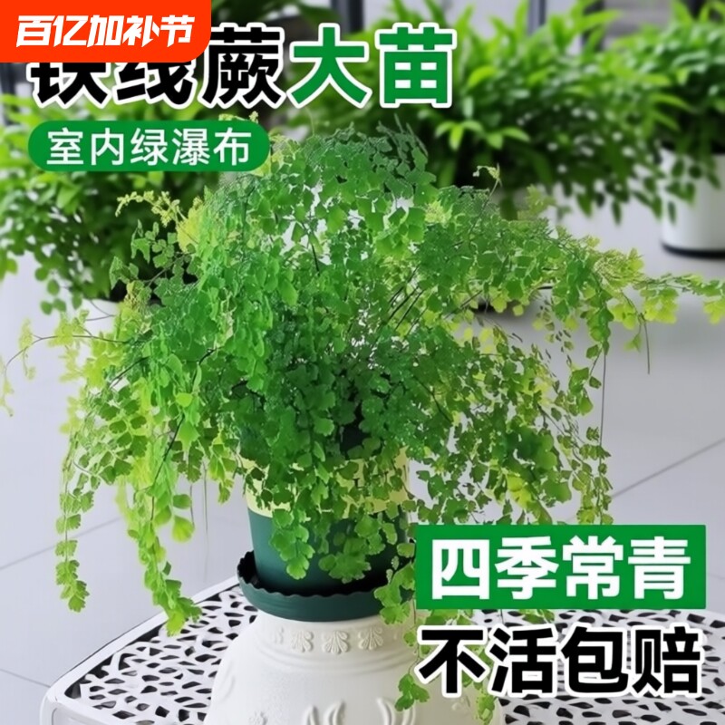 铁线蕨绿植盆栽客厅吸甲醛凤尾蕨草室内耐阴狼尾蕨类植物天门冬