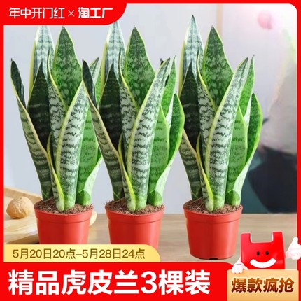 金边虎皮兰绿植盆栽水培室内多肉植物花卉客厅大型盆景桌面办公桌