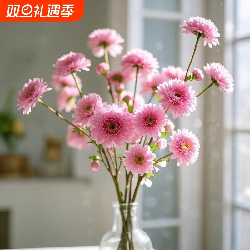 推荐冬季水培花卉千雪蓉鲜枝室内耐寒重瓣四季年宵花庭院花期客厅