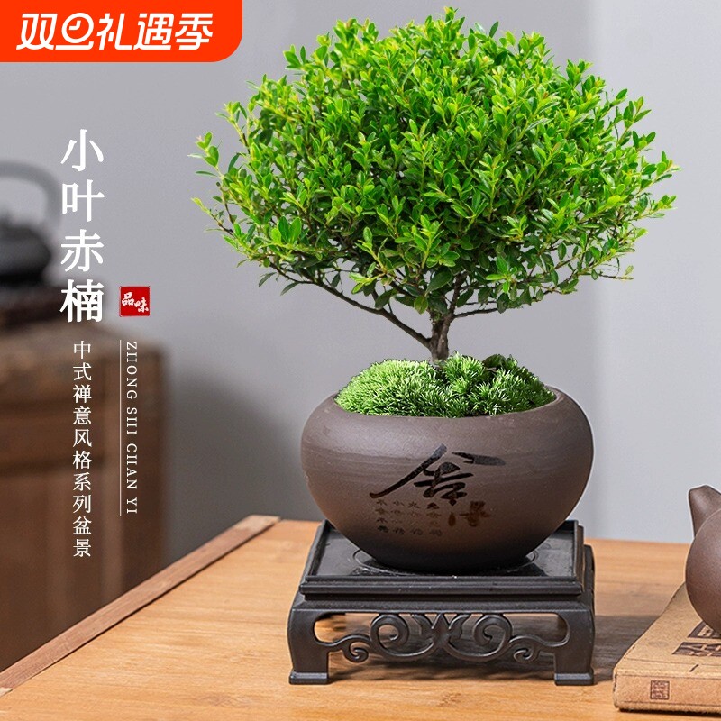 小叶赤楠盆景四季常青盆栽迷你桌面室内花卉植物办公桌绿植好养活