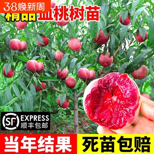 血桃树果苗嫁接水蜜桃南方种植果树庭院地栽当年结果黄金黄桃桃子