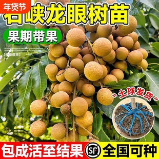 龙眼树苖嫁接盆栽水果树苗桂圆石硖南方四季种植地栽当年结果庭院