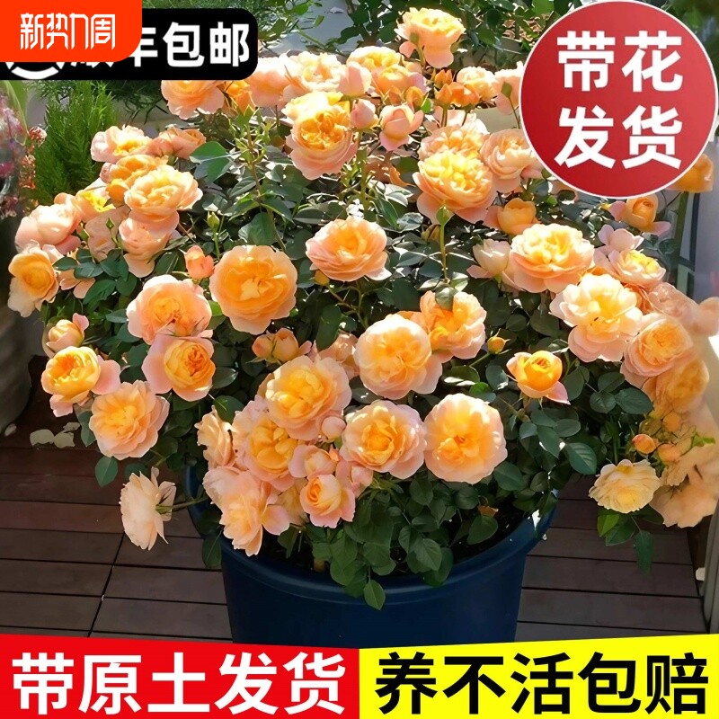 果汁阳台月季花苗盆栽带花苞四季开花卉名贵玫瑰树苗鲜花阳台植物