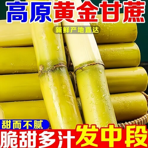 精品黄金甘蔗现切正宗黄皮甘蔗水果当季特产脆甜甘蔗清爽可口