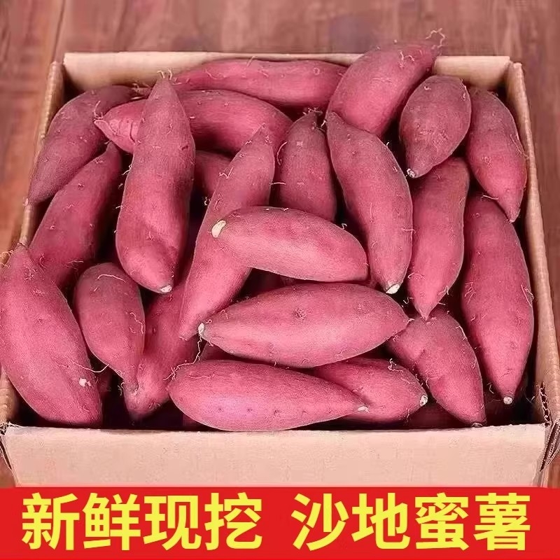 沙地龙九蜜薯红薯新鲜9斤番薯农家现挖烤地瓜山芋红薯自种黄心