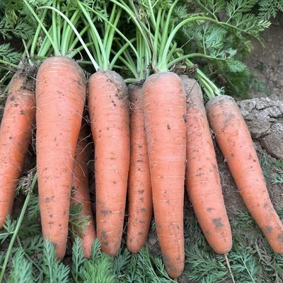 胡萝卜可生吃新鲜胡萝卜带土水果胡萝卜可用于配菜营养丰富现挖甜
