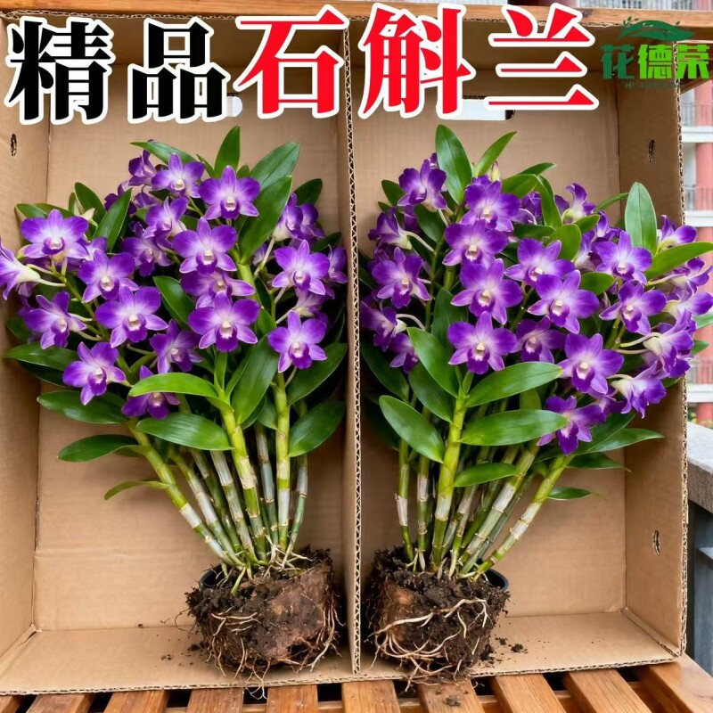 七彩石斛兰盆栽带花香水带花苞客厅绿植摆件鲜花水培植物开花大花