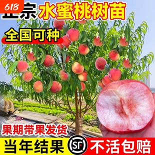 水蜜桃树苗嫁接黄桃树苖树当年结果南方北方种植树苗桃树果苗活苗