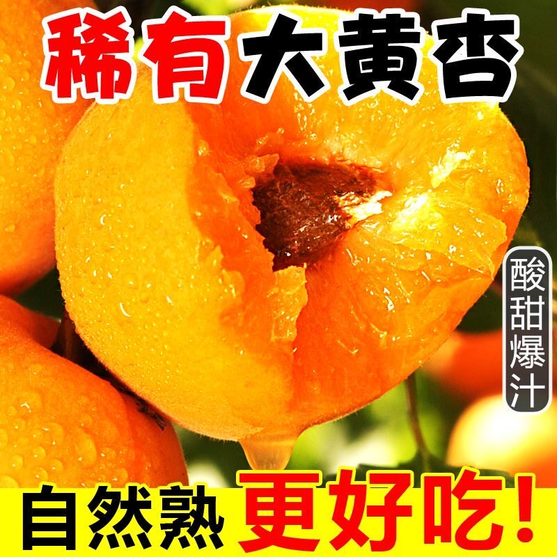 正宗山西金太阳大黄杏子新鲜水果酸甜孕妇现摘整箱优质稀有自然熟