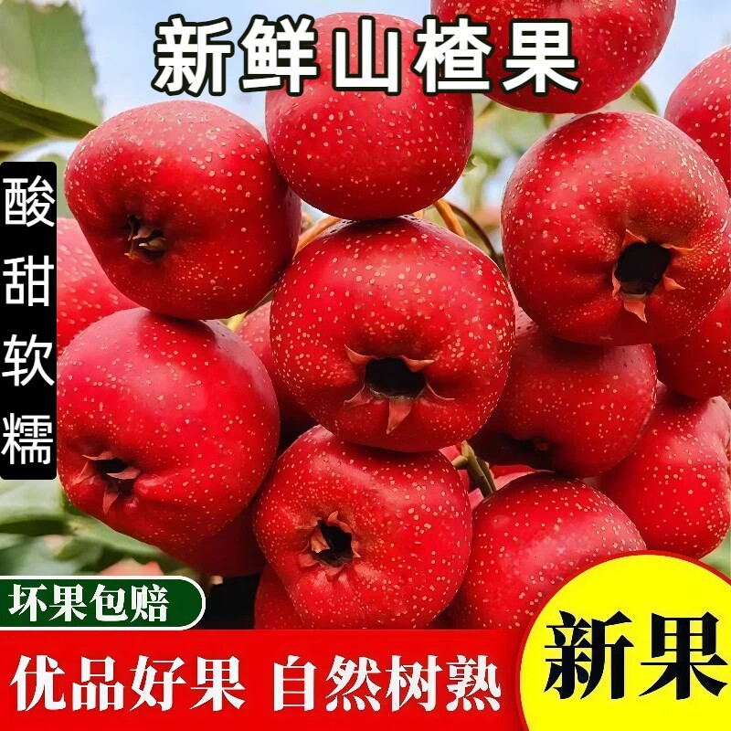 新鲜山楂果5斤水果现摘红果大山楂酸甜开胃摆摊冰糖葫芦专用包邮