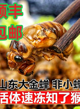2026知了猴速冻新鲜金蝉蝉蛹冷冻非即食生鲜蚕蛹昆虫美食活体鲜活