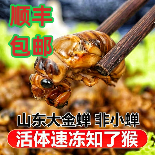 2026知了猴速冻新鲜金蝉蝉蛹冷冻非即食生鲜蚕蛹昆虫美食活体鲜活