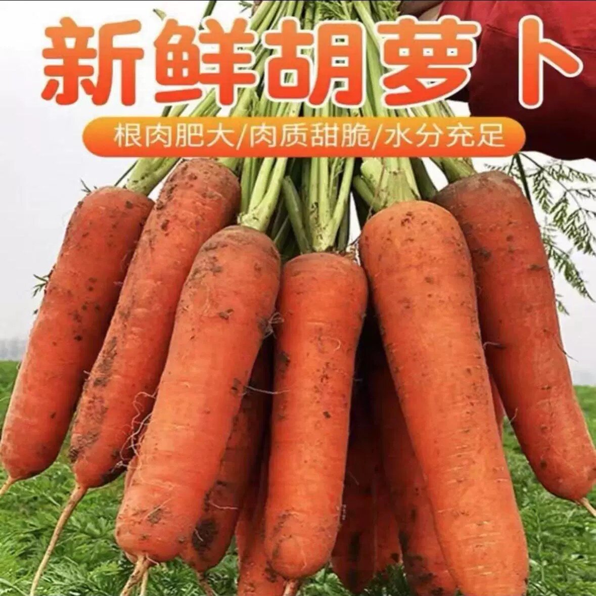 新鲜现拔胡萝卜爽口脆甜胡萝卜可生吃带泥农家自种胡萝卜