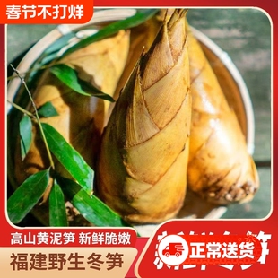 冬笋 高山野生黄泥冬笋去跟装精选农家自种福建现挖竹笋毛竹笋
