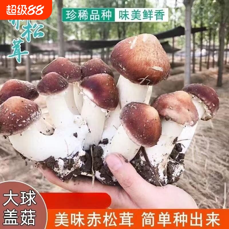大球盖菇  赤松茸菌包菌种 蘑菇菌包 食用菌菌种家庭蘑菇盆栽阳台图片