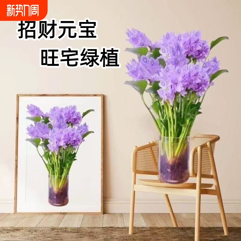 招财元宝懒人水养净化客厅卫生间办公室桌面水培植物花卉懒人种植