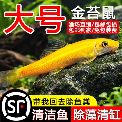 顺丰上门+大号金苔鼠+除藻