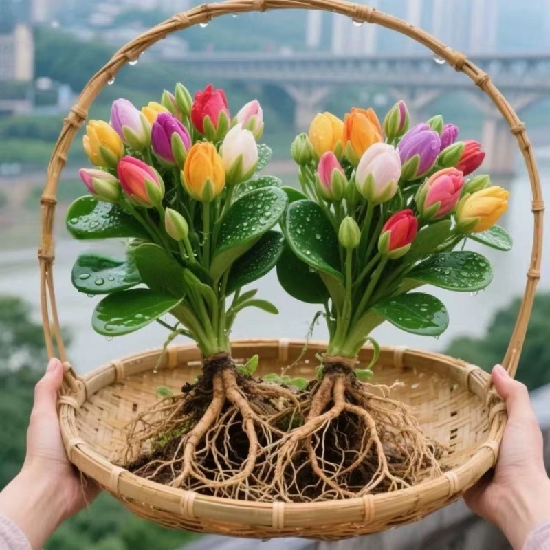 碧玉新品红边四季常青室内花卉绿植开花植物浓香型盆栽多规格