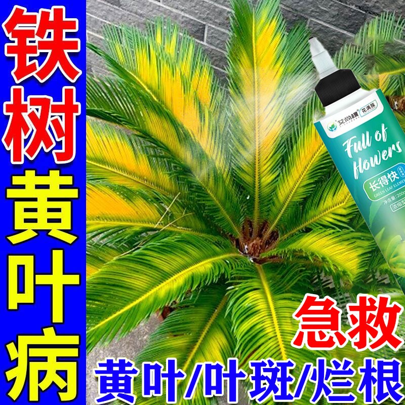 铁树专用营养液叶子发黄烂根硫酸亚铁肥料助增长复活液黄叶土壤