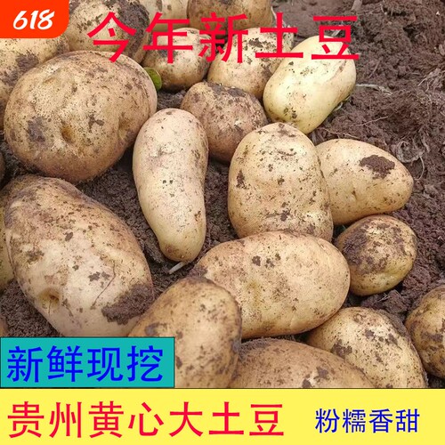 农家大土豆新鲜现挖薄皮