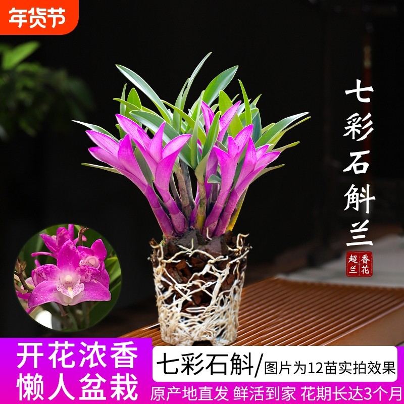 七彩香水石斛兰花四季好养净化空气室内水培带花盆栽花卉客厅开花