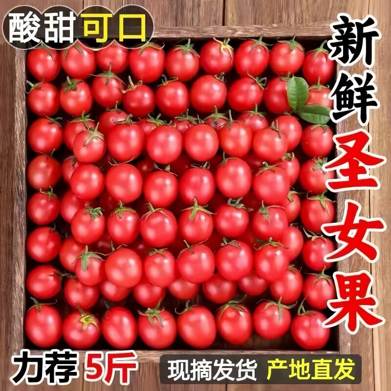 正宗圣女果新鲜小番茄樱桃小西红柿生吃应季水果樱桃小番茄自提