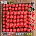 正宗圣女果新鲜小番茄樱桃小西红柿生吃应季水果樱桃小番茄自提 图片 1