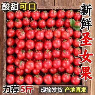 正宗圣女果新鲜小番茄樱桃小西红柿生吃应季水果樱桃小番茄自提
