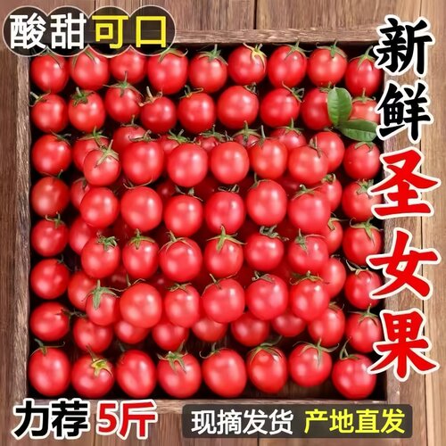 正宗圣女果新鲜小番茄樱桃小西红柿生吃应季水果樱桃小番茄自提