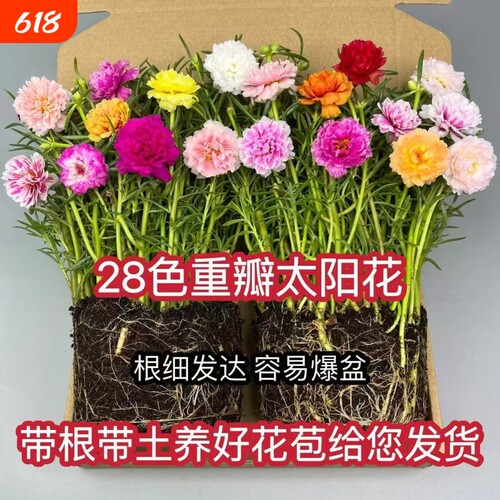 太阳花花苗重瓣大花太阳花种子太阳花盆栽室内桌面苗绿植花花卉籽