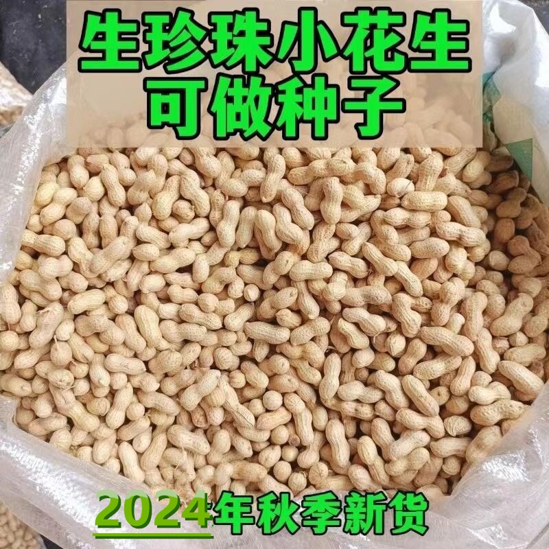 当季带壳珍珠小花生新鲜采摘自然晒干种子带皮生花生新货散装