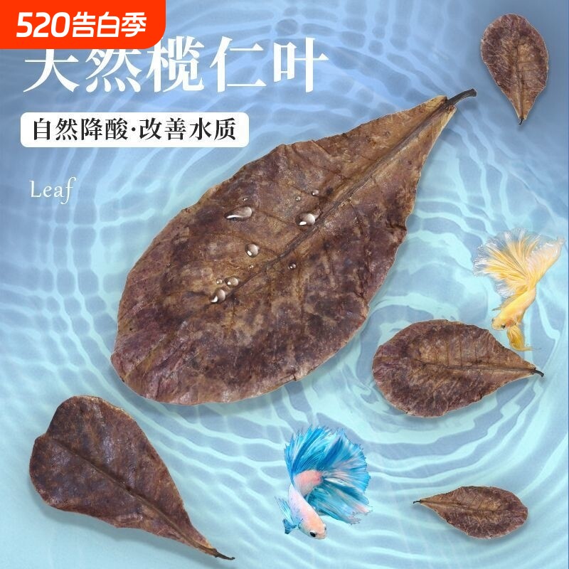 鱼缸榄仁叶乌龟橄榄叶水族斗鱼懒人叶降酸调节水质Ph值养龟龙眼叶