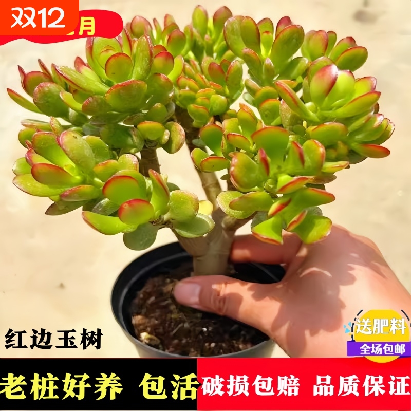 玉树多肉老桩易养活30天养死包赔