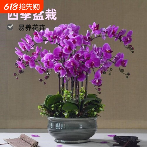 蝴蝶兰花苗包邮盆栽四季