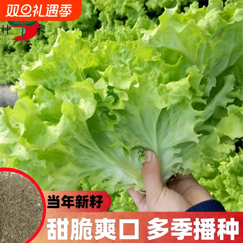 甜脆玻璃生菜种子阳台种菜四季盆栽莱种蔬菜孑菜籽高产耐寒白菜