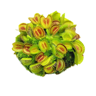 捕蝇草盆栽食虫植物驱蚊草苗多肉植物猪笼草食人花绿植花室内种植