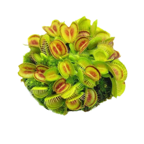 捕蝇草盆栽食虫植物驱蚊草苗多肉植物猪笼草食人花绿植花室内驱虫