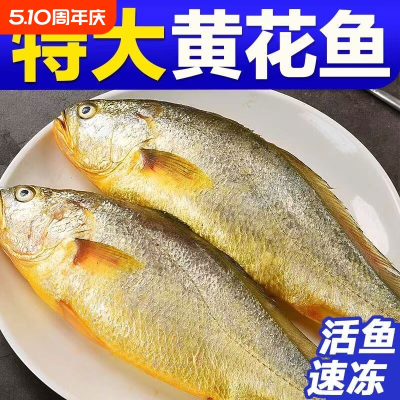 黄花鱼新鲜冷冻特大黄鱼鲜活生鲜深海鱼黄鱼鲞小黄鱼宁德水产源头