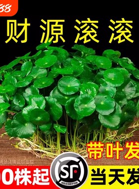 铜钱草水培植物大叶金钱草易活