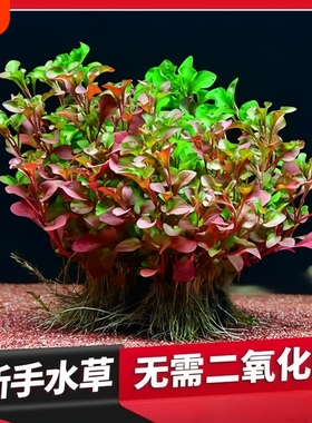 红波坨草 鱼缸装饰 淡水懒人草 红色中后景 自带泥坨 易活净水