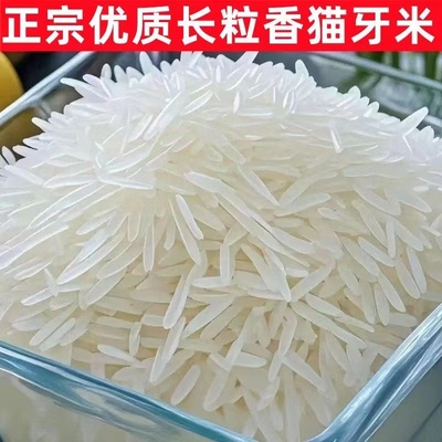 正宗上林金丝苗米长粒香米2025年新米寿乡猫牙米优质好米一级大米