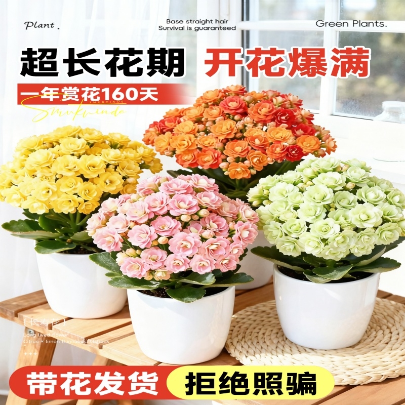 长寿花盆栽花卉室内四季带花苞