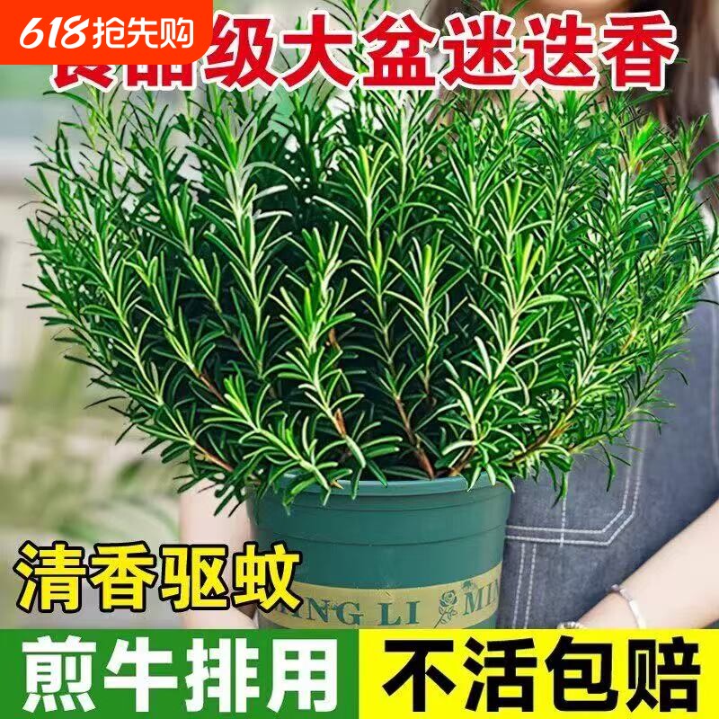 迷迭香苗盆栽可食用驱蚊植物香草薄荷苗室内水培花卉绿植物好养活