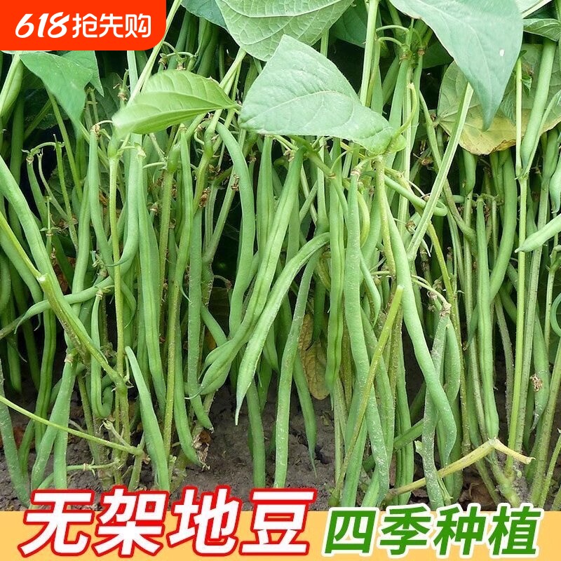 无架豆角种子高产无筋豆角种子架豆芸豆种子农家四季播蔬菜种子